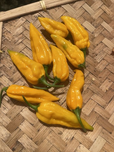 Capsicum chilli live plant - live,
