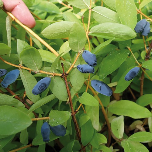 Fruit bushes honeyberry - fruit, bushes,