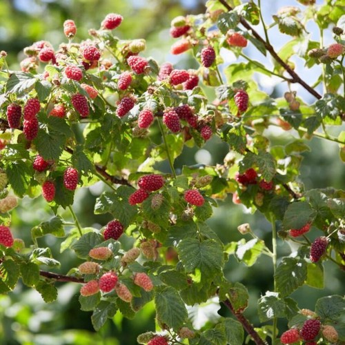 Tayberry fruit plant 9cm - tayberry,