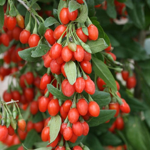 Goji berry jumbo xxl plug - xxl,