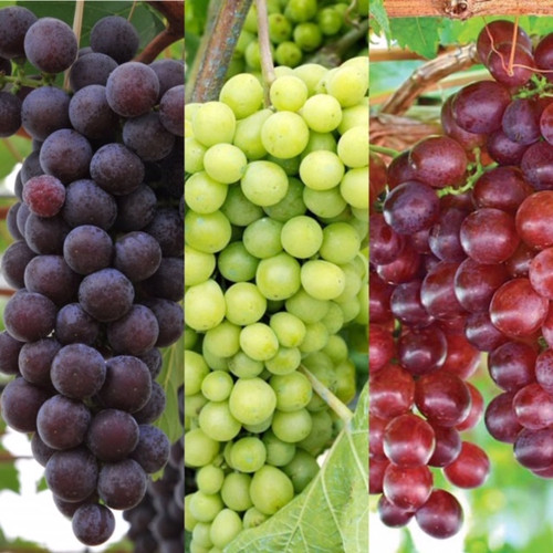 Grape vine plant mix - 3,