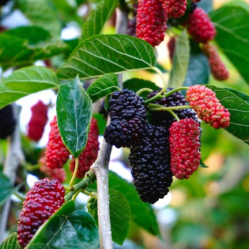 Mulberry mojo berry morus - mulberry,