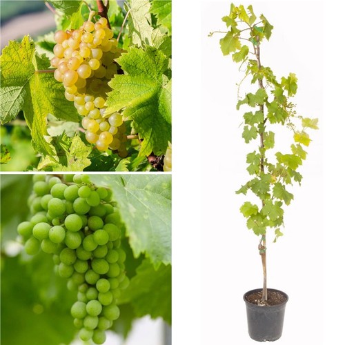 Grape lakemont white - grape,