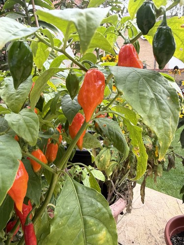 Extremely hot naga pit - naga, ‘pit