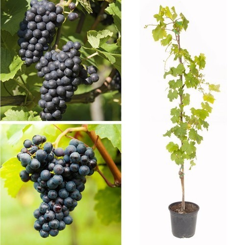 Black grape muscat bleu - bleu, fruit