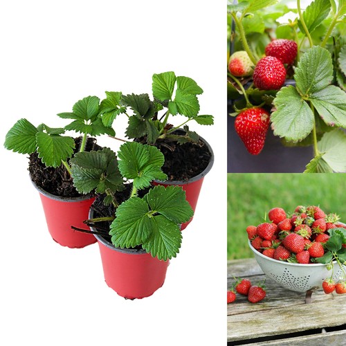 Strawberry flamenco fruit - strawberry,