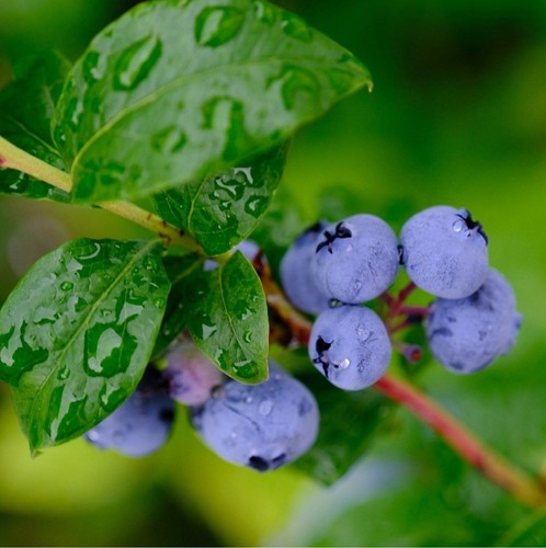 Blueberry plants - x,