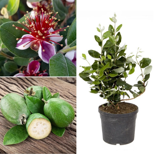 Pineapple guava feijoa - guava, tree