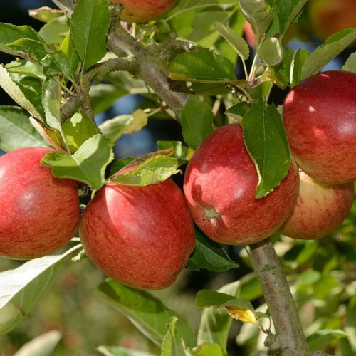 Apple braeburn garden - t&m,