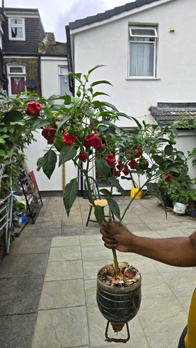 Scotch bonnet chilli - scotch,