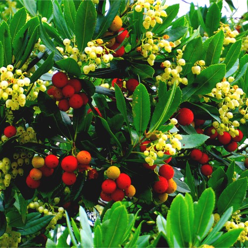 Strawberry tree arbutus - tree, /