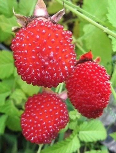 Funberry rubus illecebrosus - 'funberry',