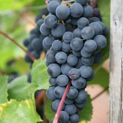 Black grape boskoop glory - boskoop,