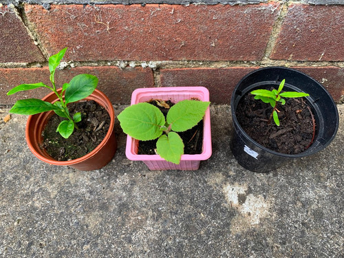 Lemon 1x golden - 3x, kiwi
