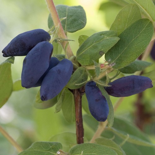 Fruit bush honeyberry - bush,,